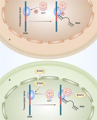 Current understanding on the role of CCT3 in cancer research
